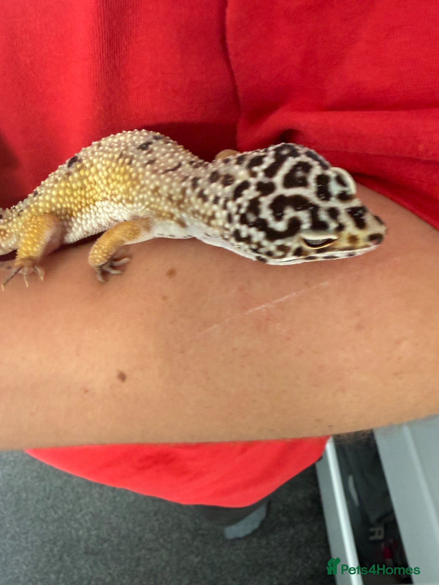Leopard Gecko reptiles 2 x leopard gecko  - Advert 1
