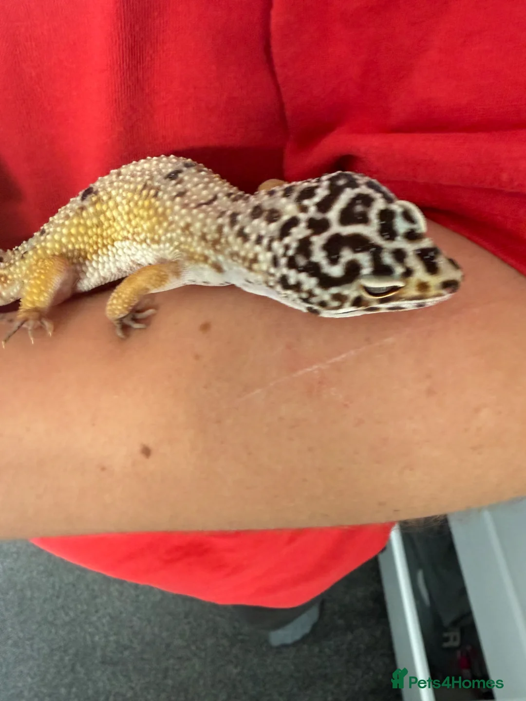 Leopard Gecko reptiles for sale: 2 x leopard gecko  - Advert 1