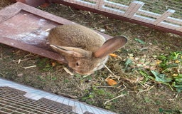 Mixed Breed rabbits for sale: Young rabbit - Advert 6