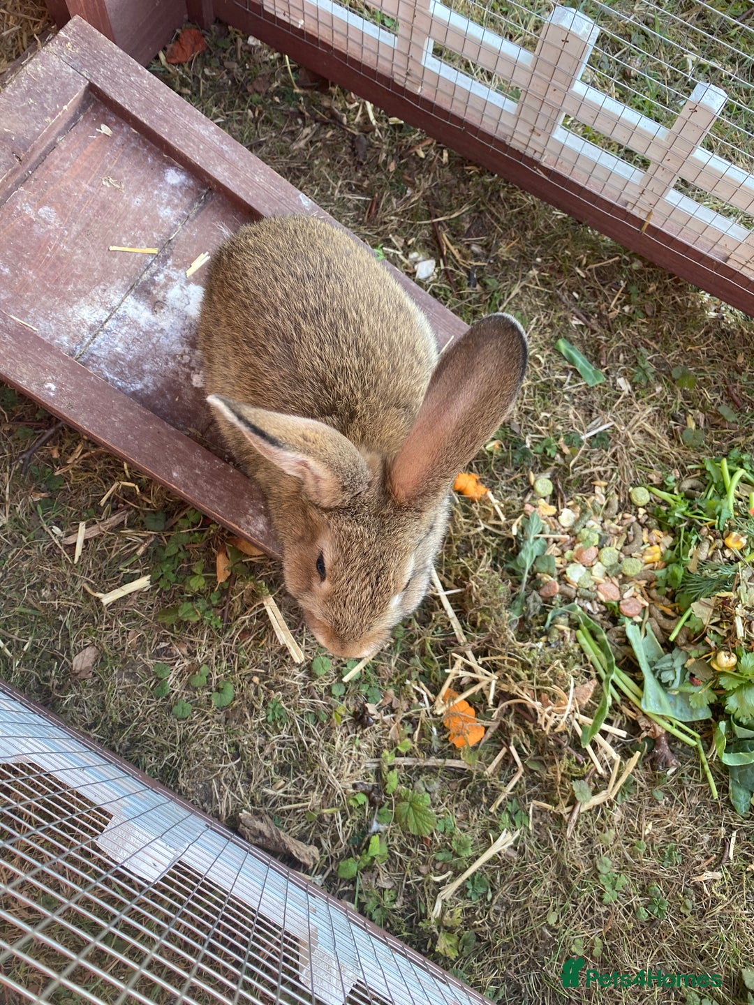 Mixed Breed rabbits for sale: Young rabbit - Advert 6