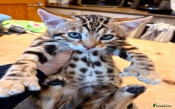 Keetso cats for sale: Rare curled eared rosetted keetso male  - Advert 38