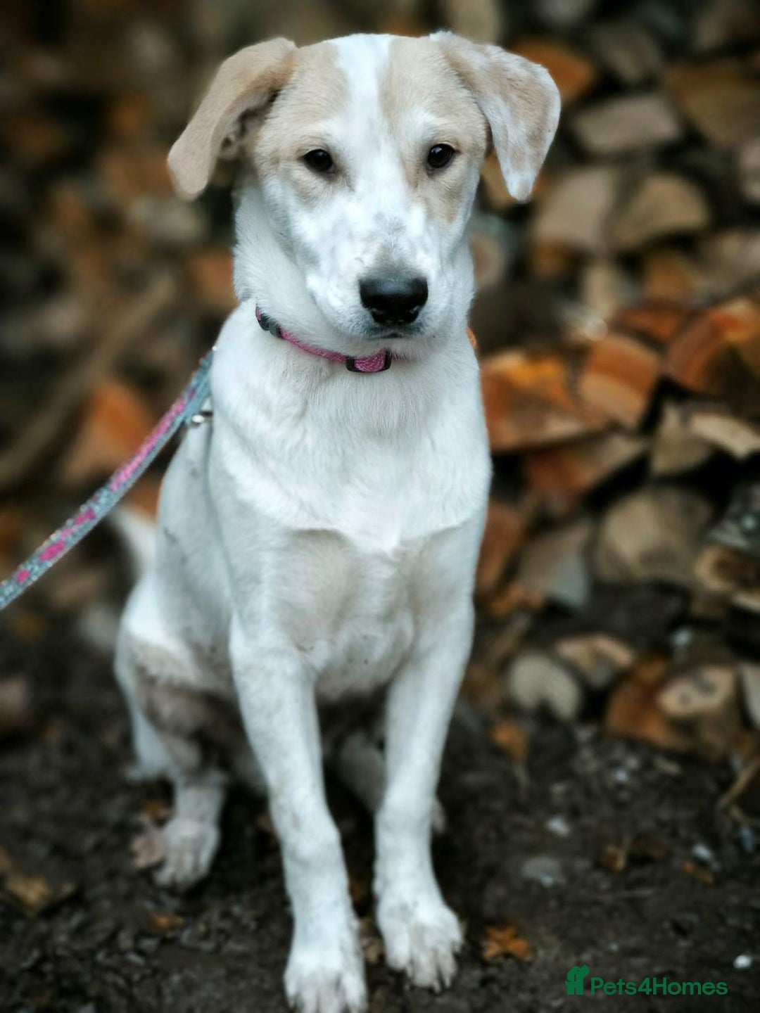 Mixed Breed dogs for adoption: 💙🐶 LEO 🐶💙 - Advert 8