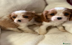 Cavalier King Charles Spaniel dogs for sale: King charles cavalier - Image 1