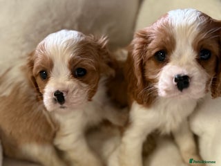 Cavalier King Charles Spaniel dogs for sale - Advert 1