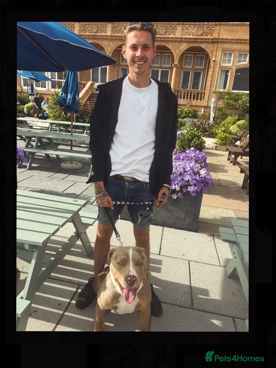 Staffordshire Bull Terrier dogs for stud:  Blue - Image 1