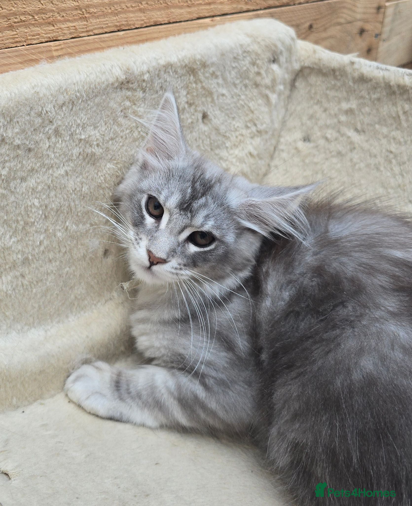 Maine Coon cats REDUCED Maine Coons Shaded Shell Silver - Advert 1