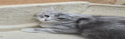Maine Coon cats for sale: READY NOW Maine Coons Shaded & Silver - Advert 33