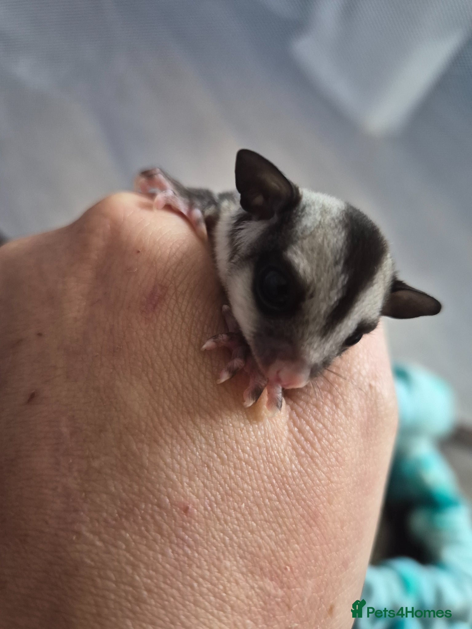 Sugar Glider rodents Sugar glider joeys ready to reserve  - Advert 10