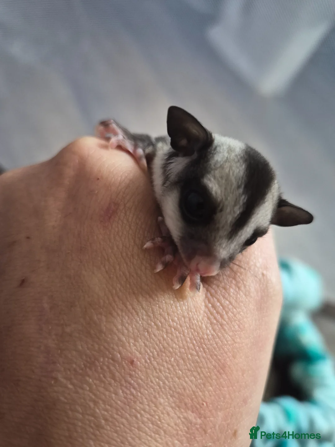 Sugar Glider rodents for sale: Sugar glider joeys ready to reserve  - Advert 1