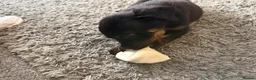 Rottweiler dogs for sale: Rottweiler puppy in Bolton - Advert 5