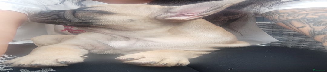 French Bulldog Puppy 2