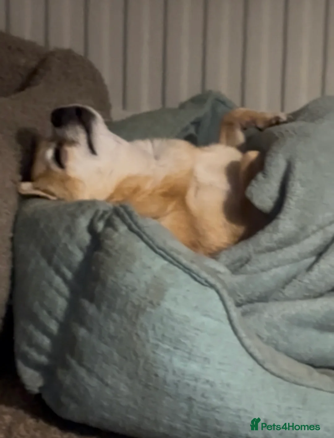 Pomchi dogs for sale: PomChi Female FREE - Advert 2