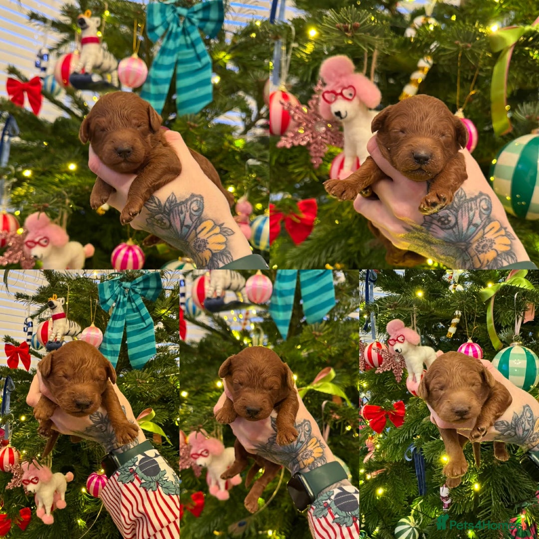 Poochon dogs for sale: Fox Red poochon puppys  - Advert 2