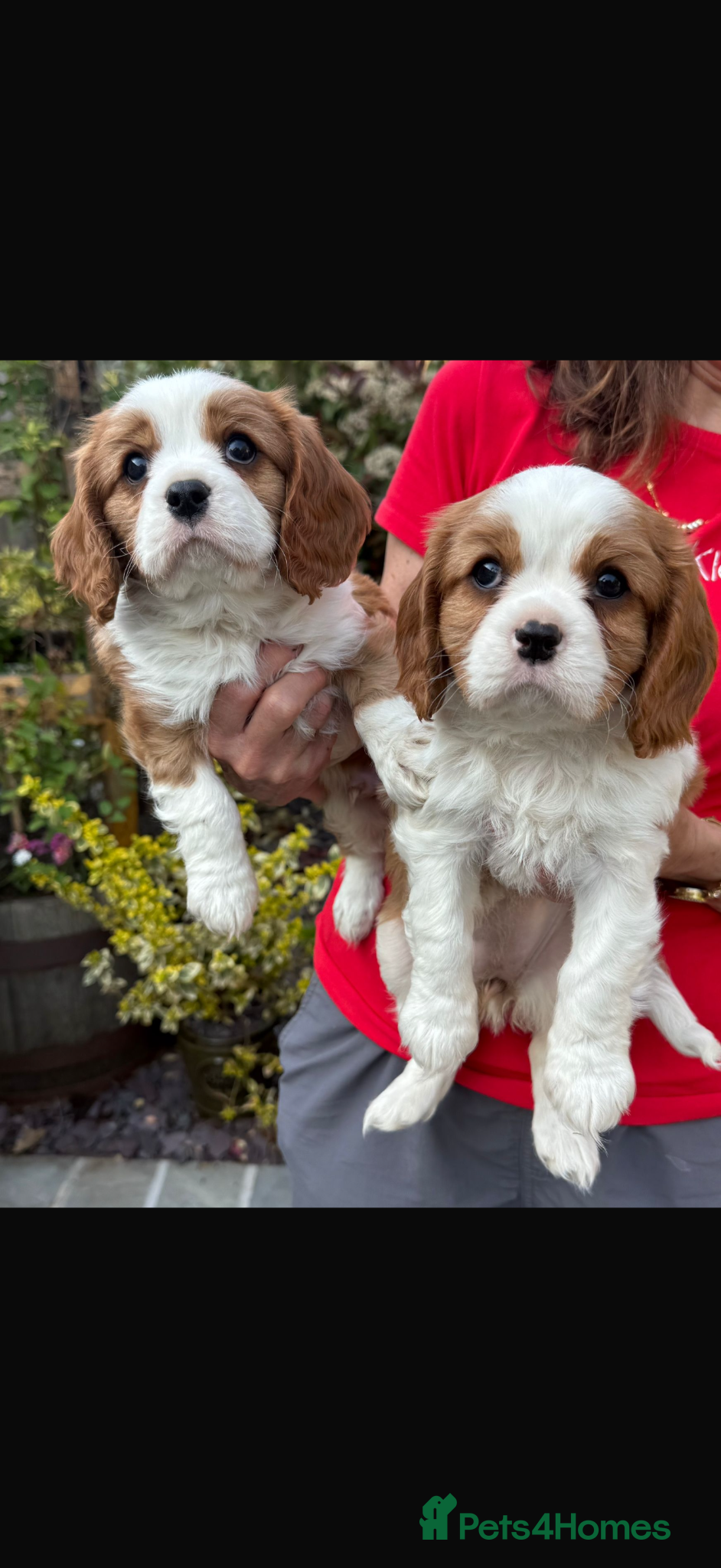 Cavalier King Charles Spaniel dogs Extensively Health Tested Cavilier King Charles - Advert 2