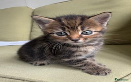 Scottish Fold cats for sale: 🐾ADORABLE SCOTTISH KITTENS FOR SALE🐾  - Image 15