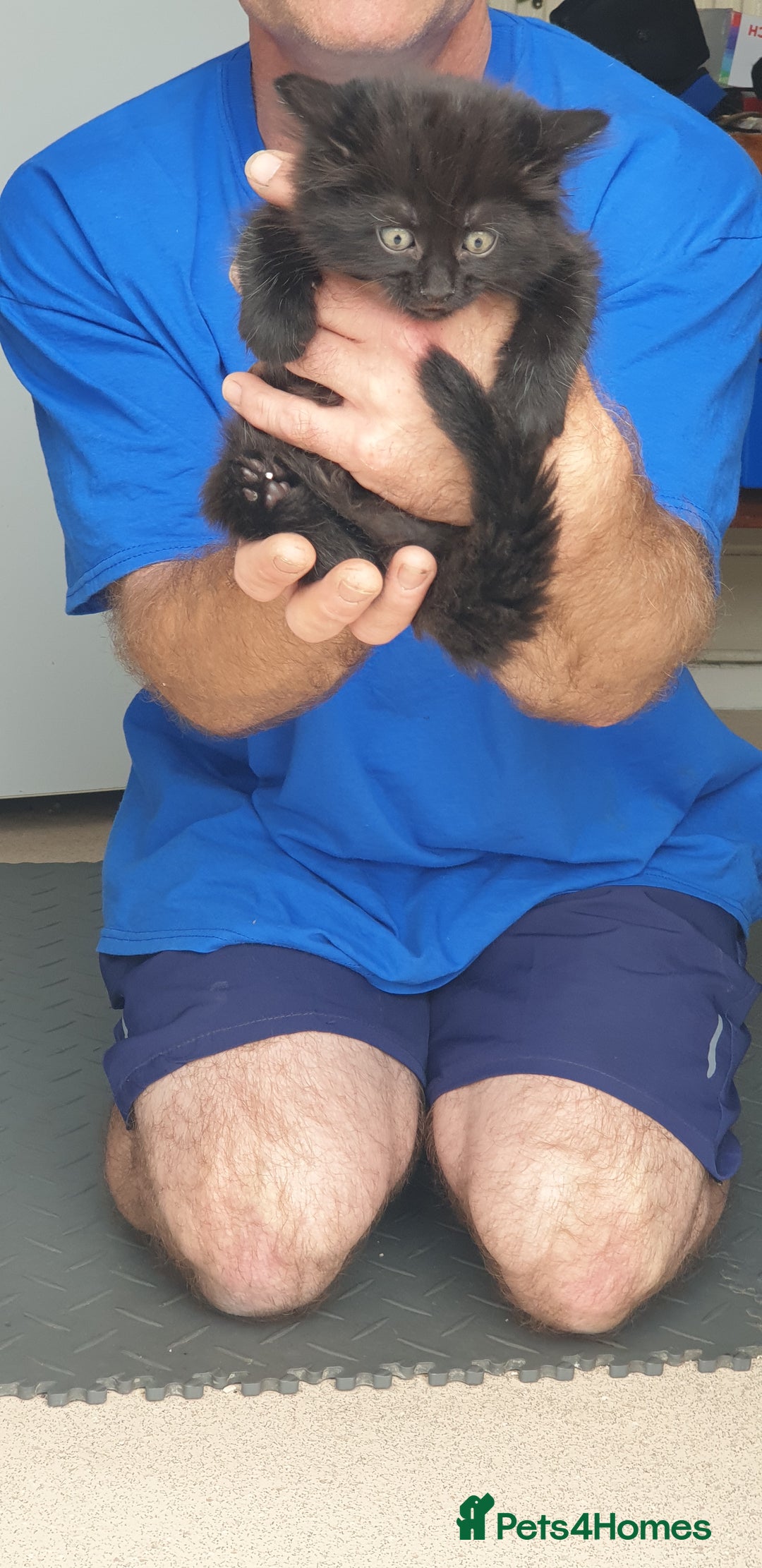 British Longhair cats for sale:  1 Black ghost kitten long haired male (casper) - Image 3