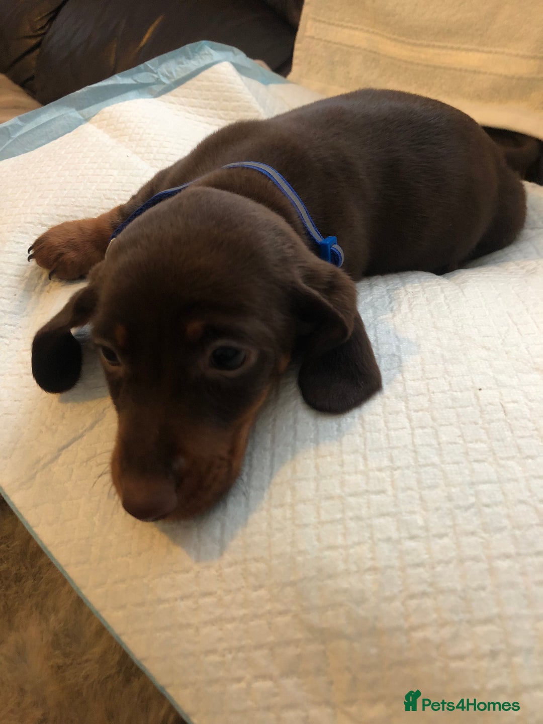 Dachshund dogs for sale: Beautiful miniature dachshund  - Advert 3