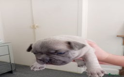 French Bulldog dogs for sale: Platinum cream velvet french bulldogpup 4 week old - Image 15