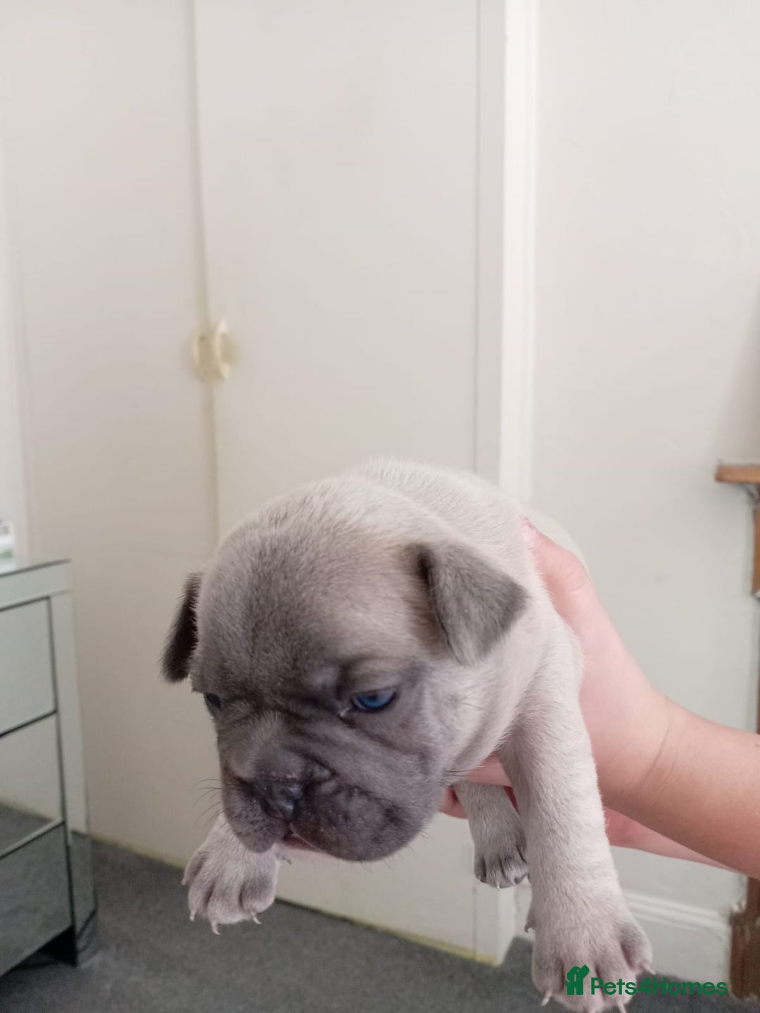 French Bulldog dogs for sale: Platinum cream velvet french bulldogpup 4 week old - Image 15