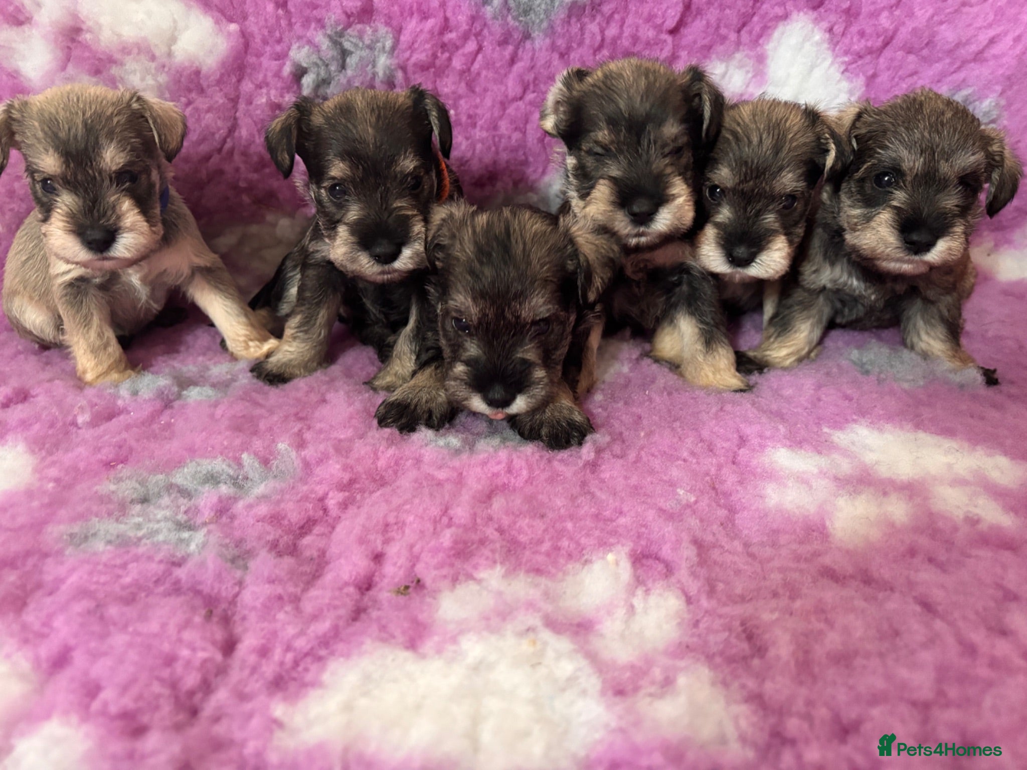 Miniature Schnauzer dogs beautiful miniature schnauzer puppies - Advert 15