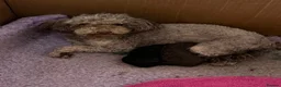 Toy Poodle dogs for sale: Tiny toy poodle   - Advert 8