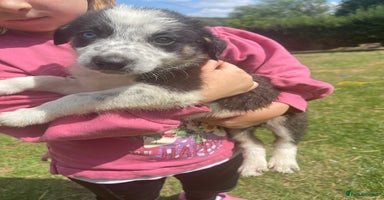 Border Collie dogs - Advert 8