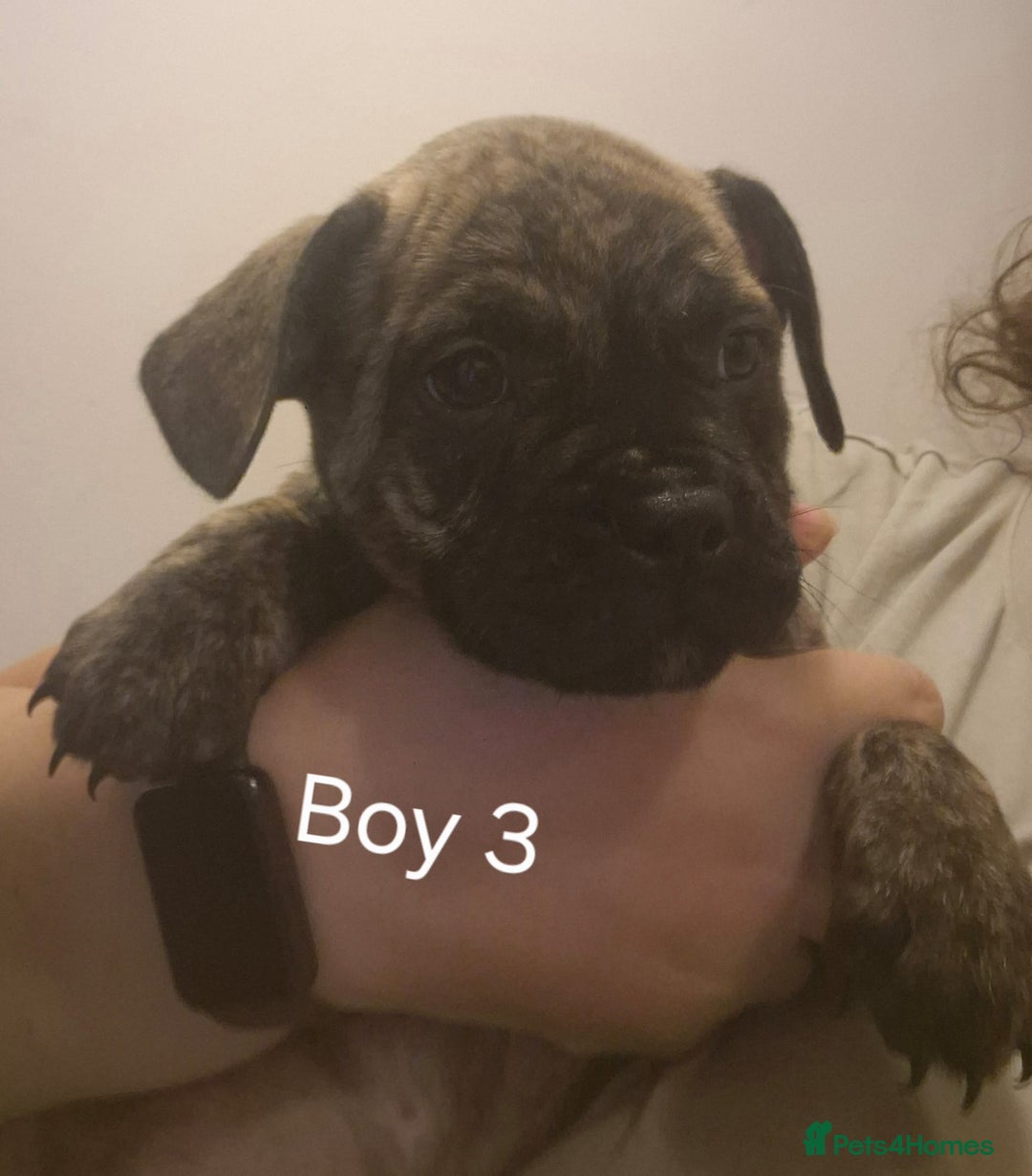 Mixed Breed dogs for sale: Frenchie cross Staffie Pups - Image 8