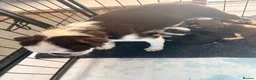 Pug dogs for sale: Panda 🐼 pug puppies carrying pink - Advert 16