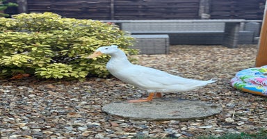 Ducks poultry - Advert 4