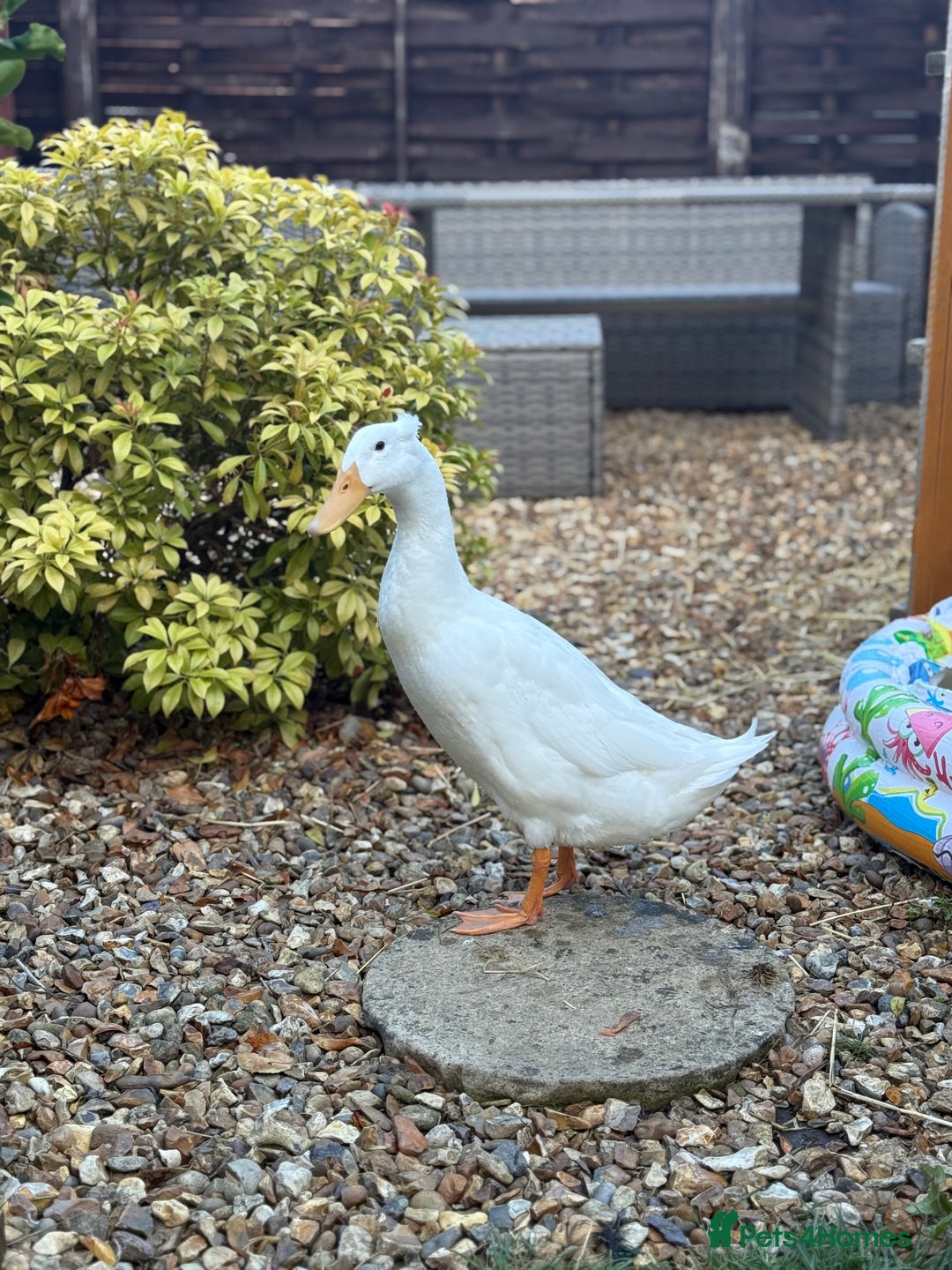 Ducks poultry for sale: Male runner duck free to good home - Image 2
