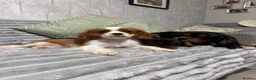 Cavalier King Charles Spaniel dogs for sale: KC Registered Health Tested CKCS Puppies - Advert 16