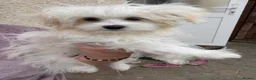 Havanese dogs for sale: Havanese puppy - Advert 8