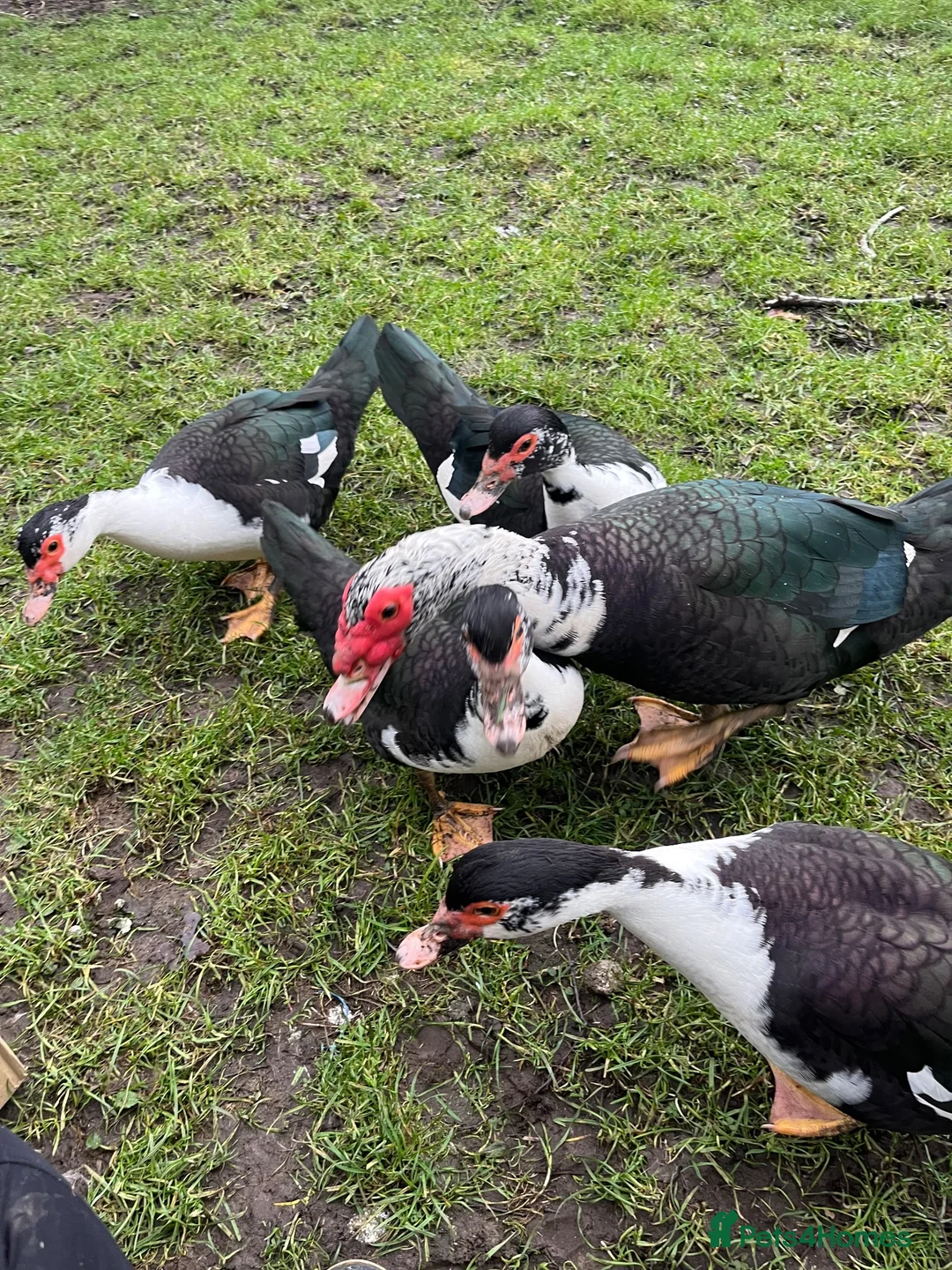Ducks poultry for sale: 5 runner cross and 5 muscovey  - Advert 2