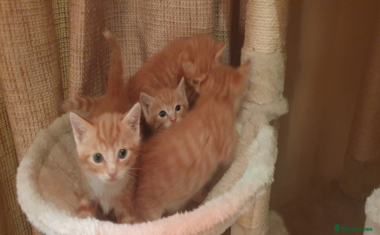 Domestic Shorthair cats - Advert 1