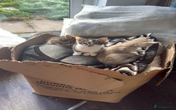 Mixed Breed cats for sale: 2 Gorgeous tabby boys left! - Advert 2