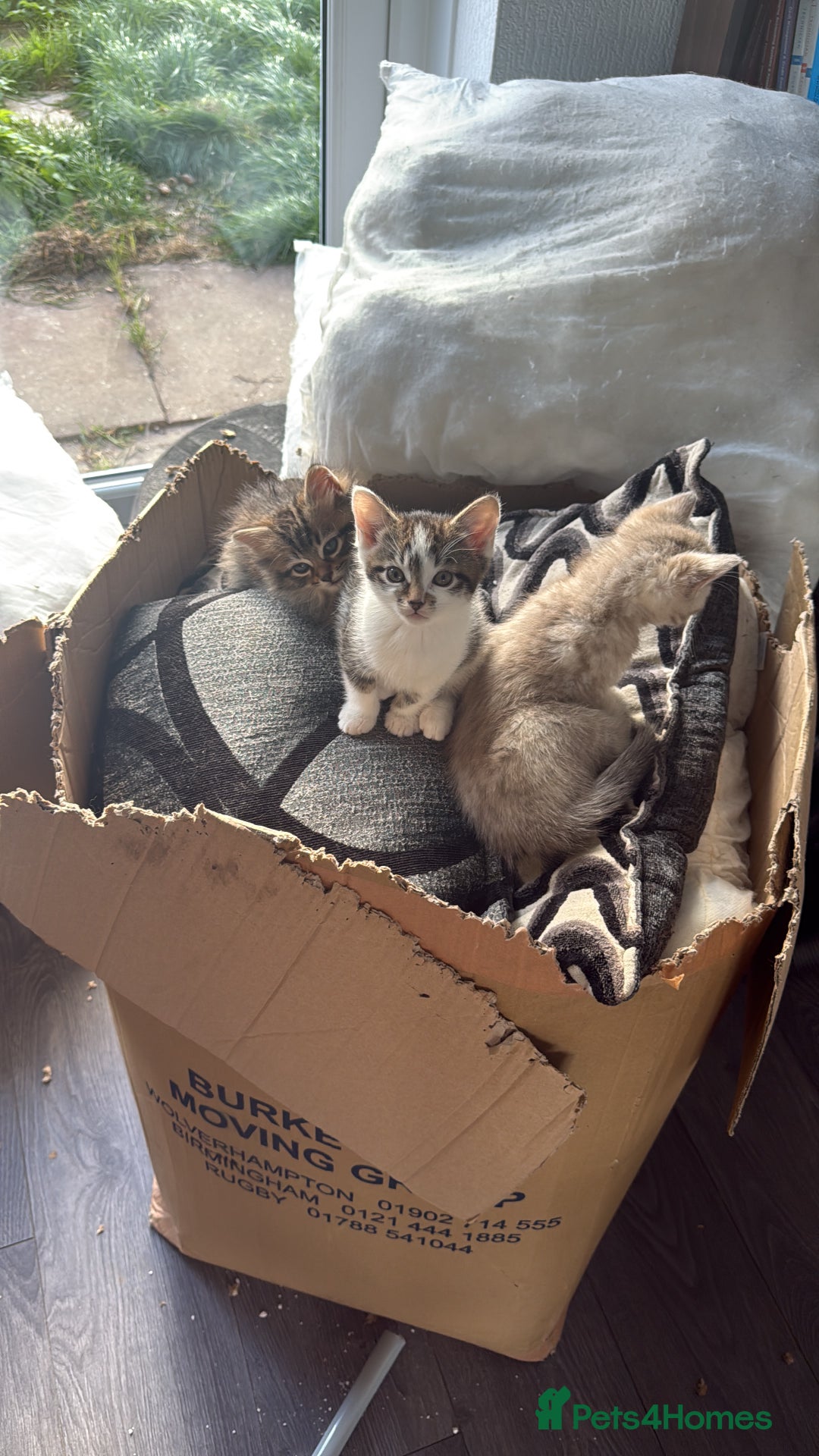 Mixed Breed cats for sale: 2 Gorgeous tabby boys left! - Advert 2