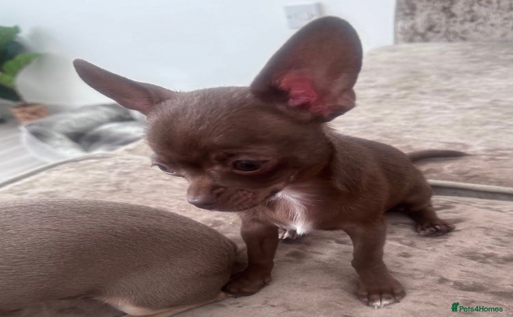 Chihuahua dogs KC Registered Chocolate Chihuahua for Stud - Advert 8