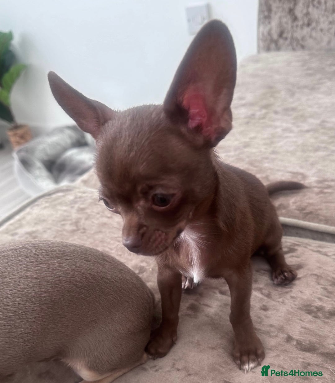 Chihuahua dogs for stud: KC Registered Chocolate Chihuahua for Stud - Advert 1