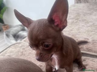 Chihuahua dogs KC Registered Chocolate Chihuahua for Stud - Advert 19