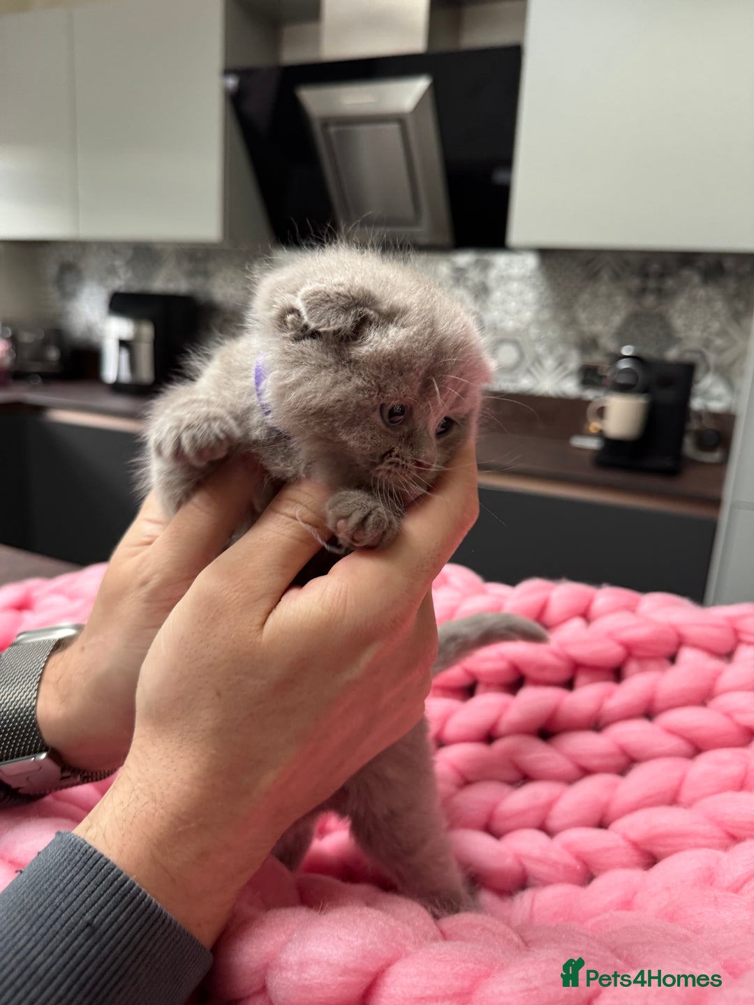 Scottish Fold cats for sale: Scottish Fold Kittens – Raised in our Family Home  - Advert 9