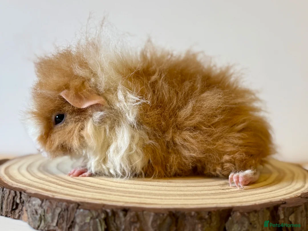 Guinea Pig rodents for sale: Selection of guinea pigs looking for new homes  - Advert 2