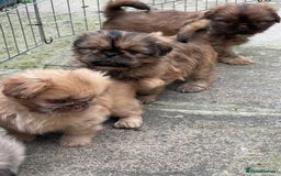 Shih Tzu dogs for sale: Shih Tzu Coloured Pups Standard x Imperial  - Image 3