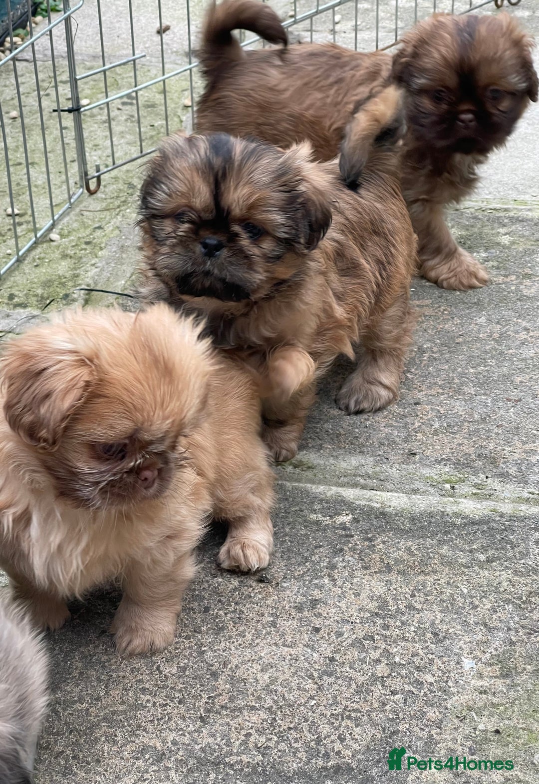 Shih Tzu dogs for sale: Shih Tzu Coloured Pups Standard x Imperial  - Image 3