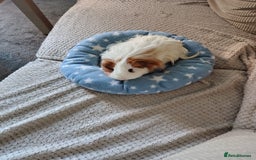 Guinea Pig rodents for sale: 3 Female Guinea Pigs  - Image 7