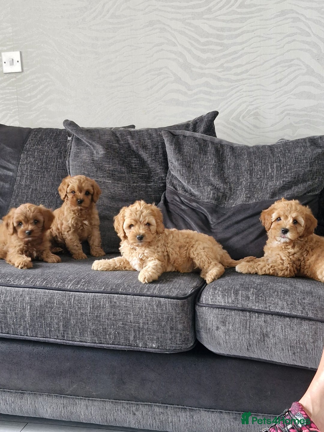 Maltipoo dogs for sale: Maltipoo pups - Image 5