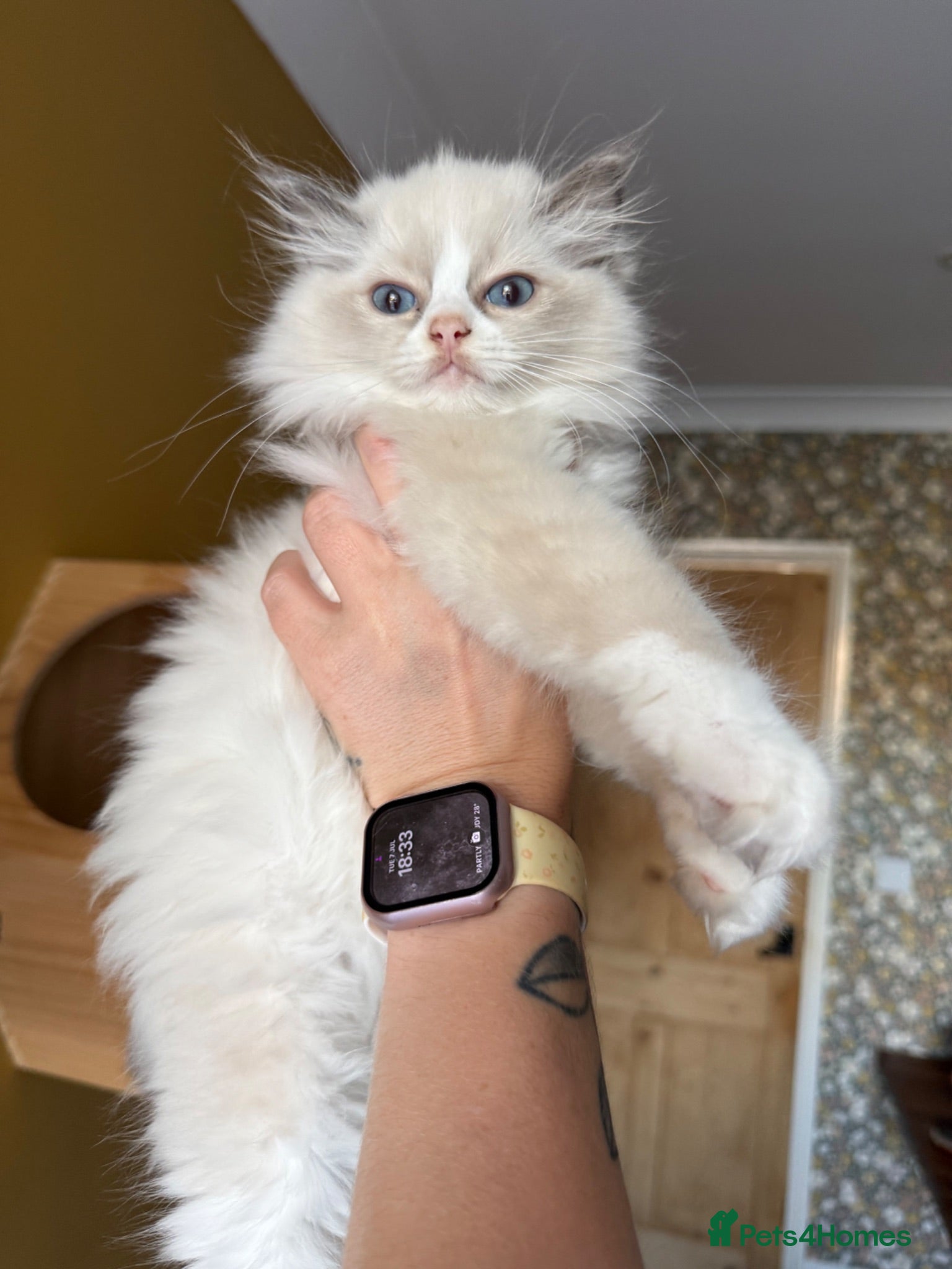 Ragdoll cats Beautiful ragdoll female  - Advert 17