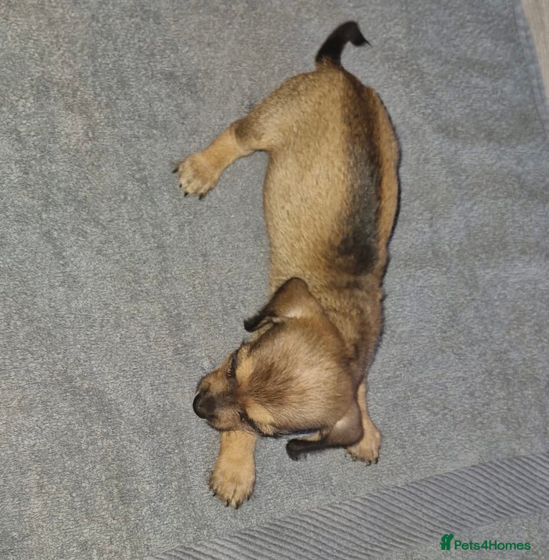 Mixed Breed dogs for sale: 6 Beautiful Daxichons - Advert 11