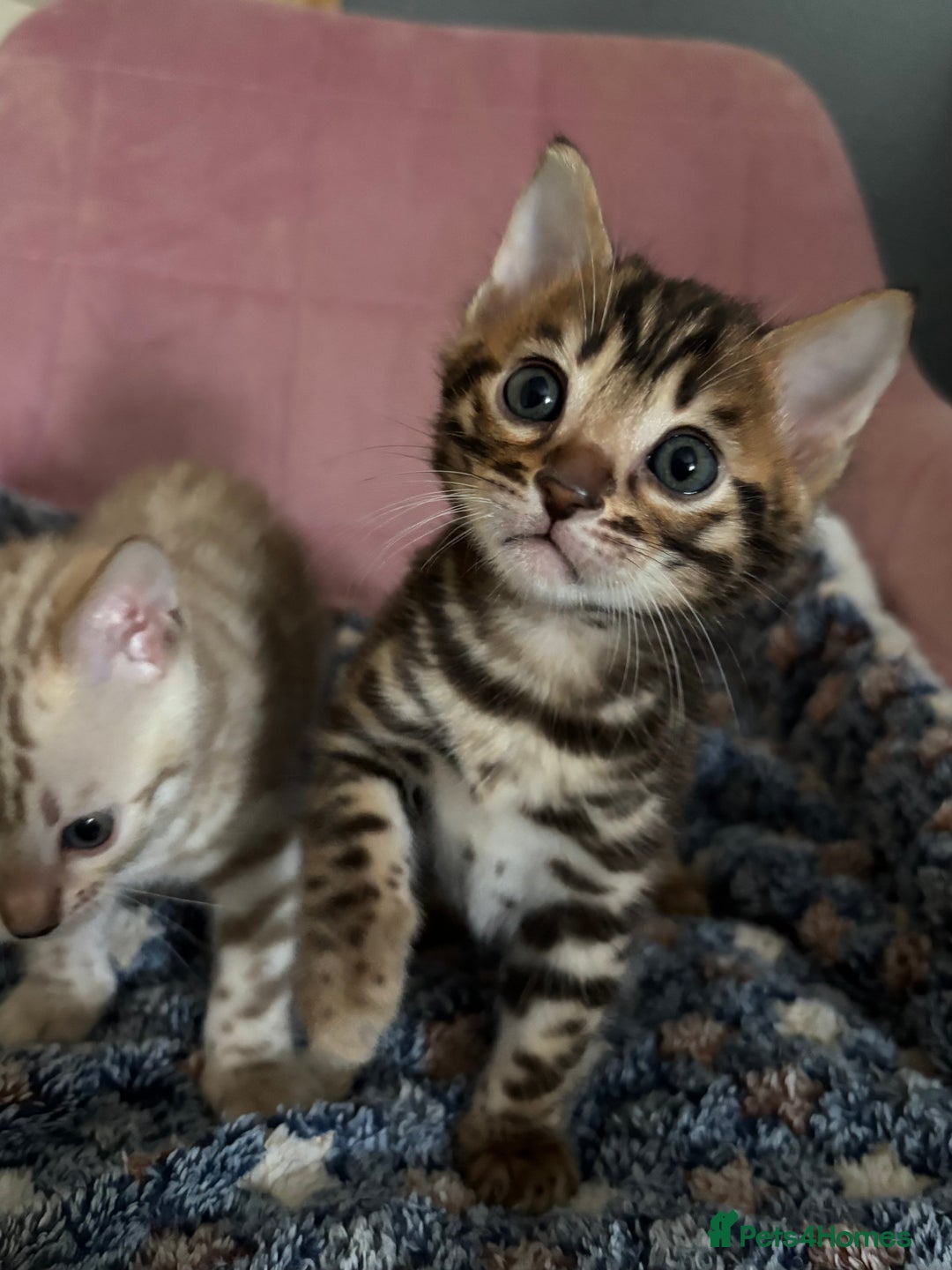 Bengal cats for sale: Stunning brown TICA reg boy bengal kitten - Image 6