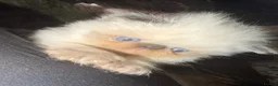 Himalayan cats for sale: Stunning Himalayan Persians - Advert 5