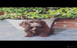 Cocker Spaniel dogs for sale: Kc registered show type puppies - Image 5